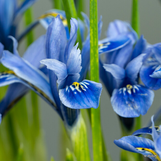 Iris 'Reticulata Alida' (species) bulbs
