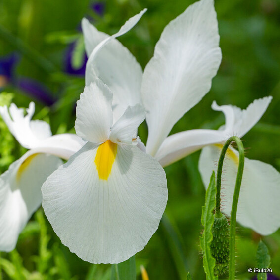 Iris 'White Excelsior' (Dutch)