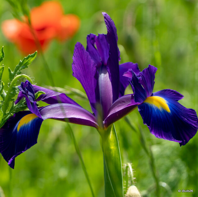 Iris 'Purple Sensation' (Dutch)