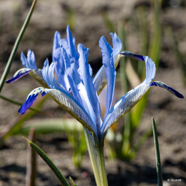 Iris 'Reticulata Clairette' (species) bulbs