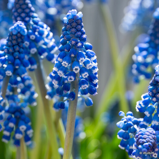 Muscari armeniacum