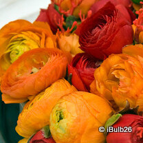Ranunculus 'Paeony Flowered Mixed'