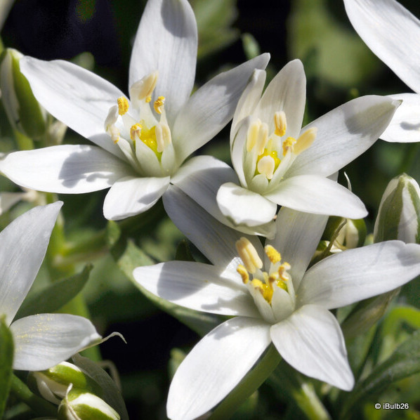 Ornithogalum umbellatum