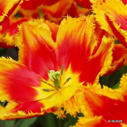 Tulip 'Davenport'