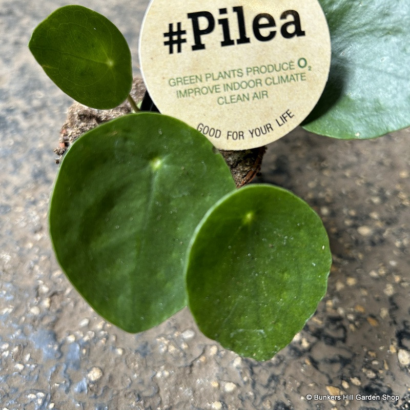 Pilea peperomiodes