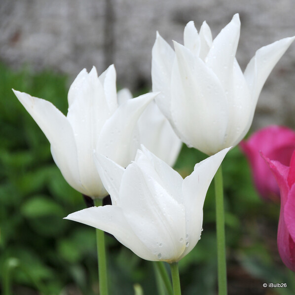 Tulip 'White Triumphator' - PACK of 10 premium size bulbs