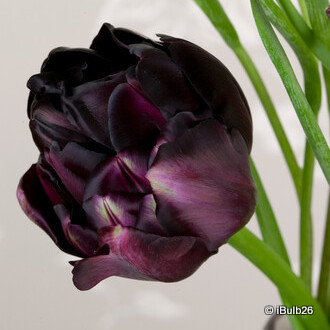 Tulip 'Black Hero' (Double Late) - PACK of 10 Premium size bulbs