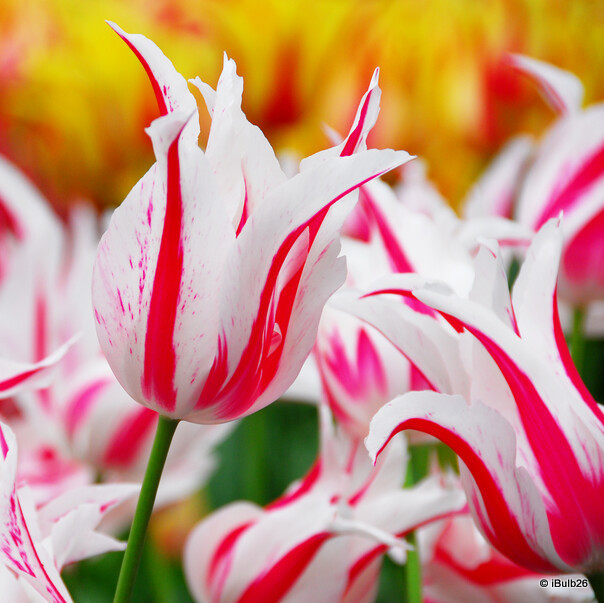 Tulip 'Marilyn' (Lily-flowered) - PACK of 10 Premium size bulbs
