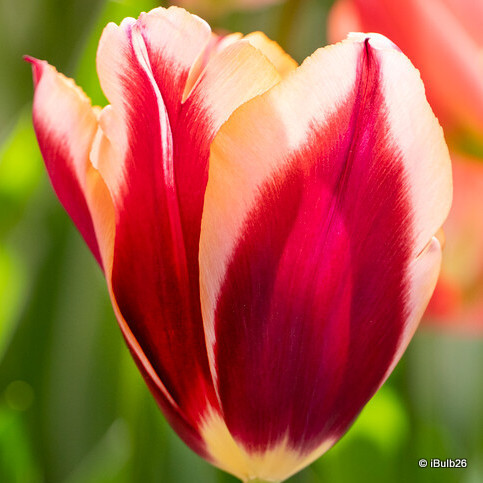 Tulip 'Slawa' (Triumph) - PACK of 10 Premium size bulbs