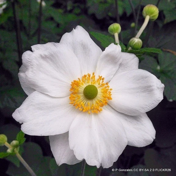 Anemone hybrida 'Dainty Swan' 1L