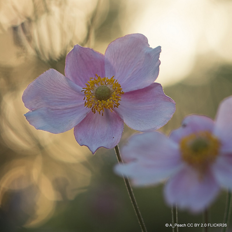 Anemone hybrida Robustissima 1L