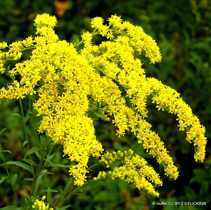 Solidago Sphacelata 'Golden Fleece'-1L