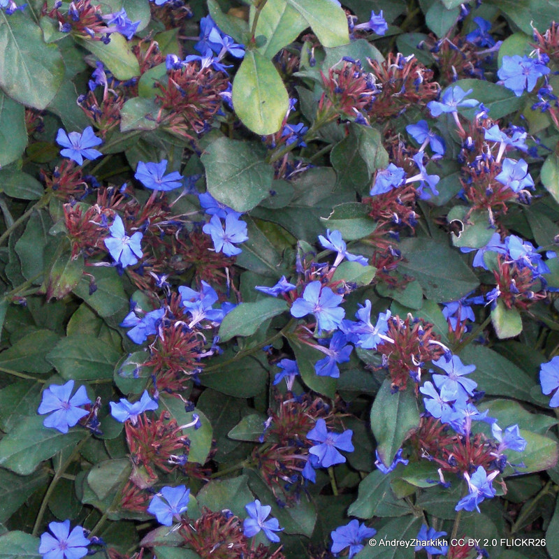 Ceratostigma Plumbaginoides 3L