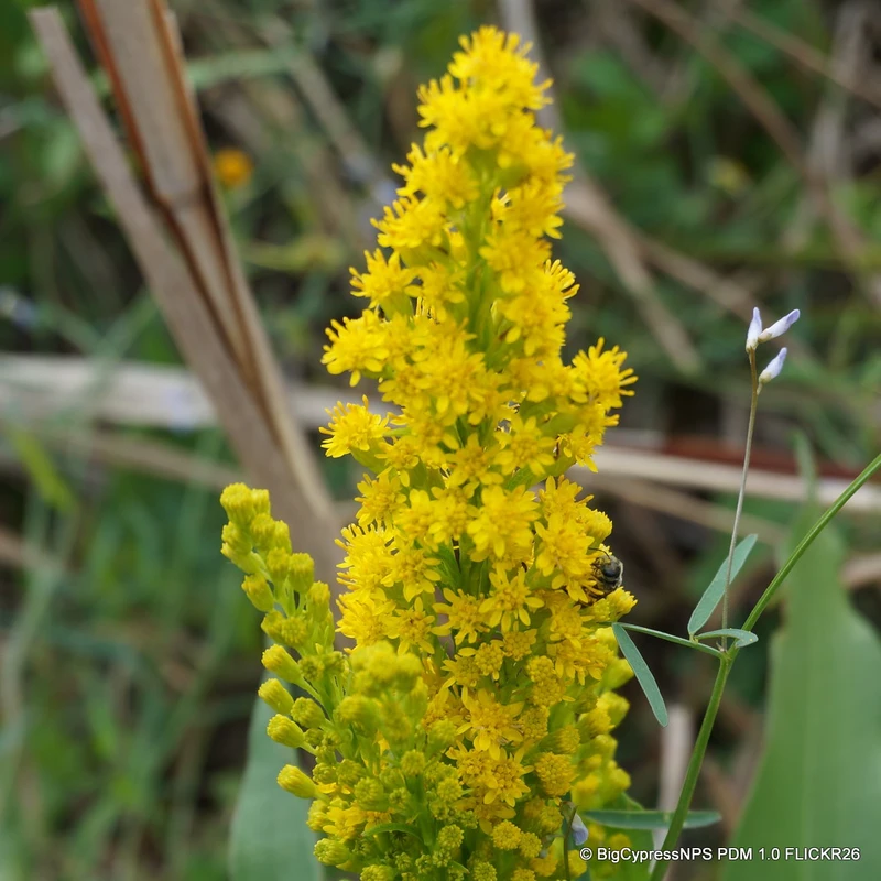 Solidago 'Yellow Stone' 3L