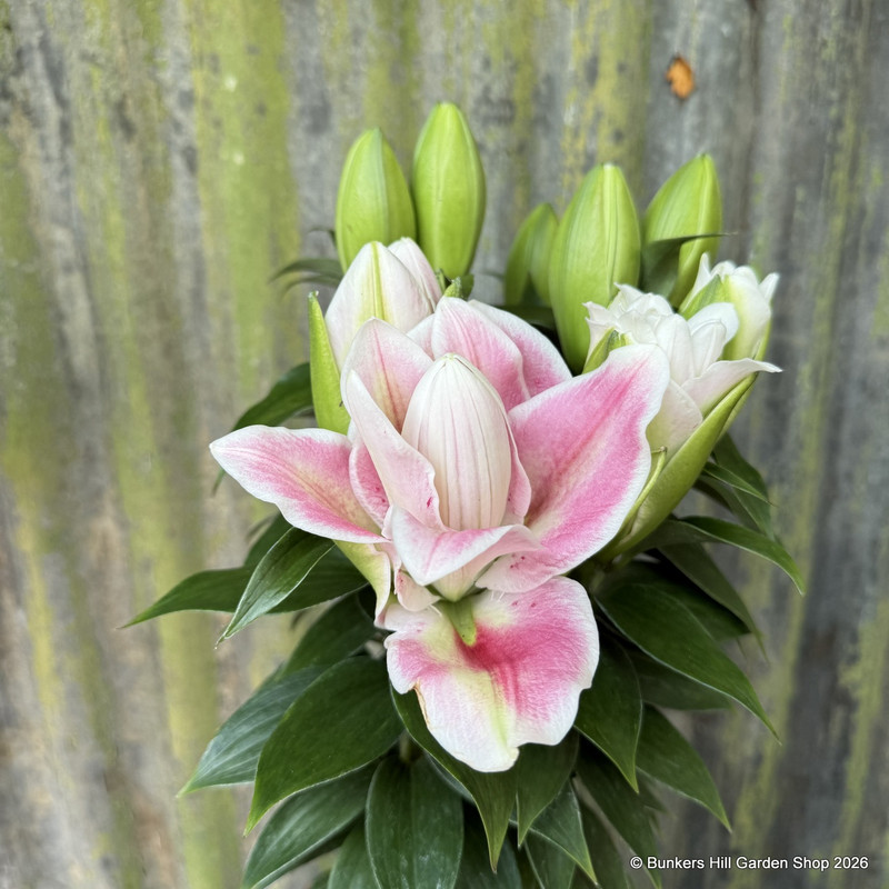Lily 'Milano'