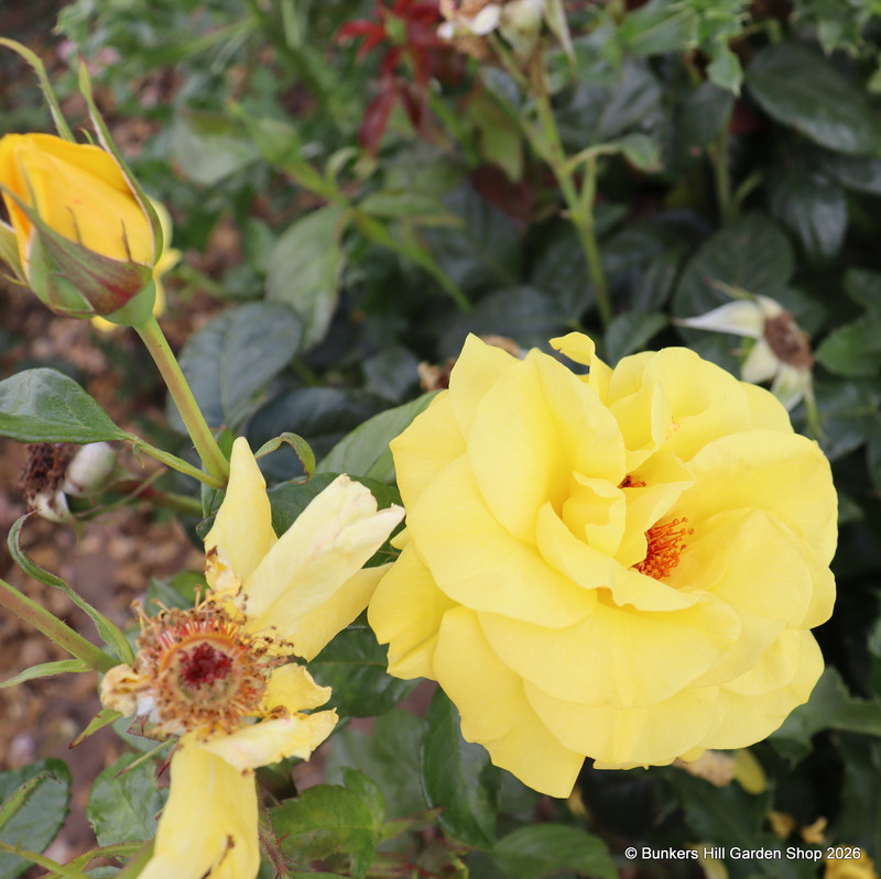 Golden Wedding - Floribunda Rose