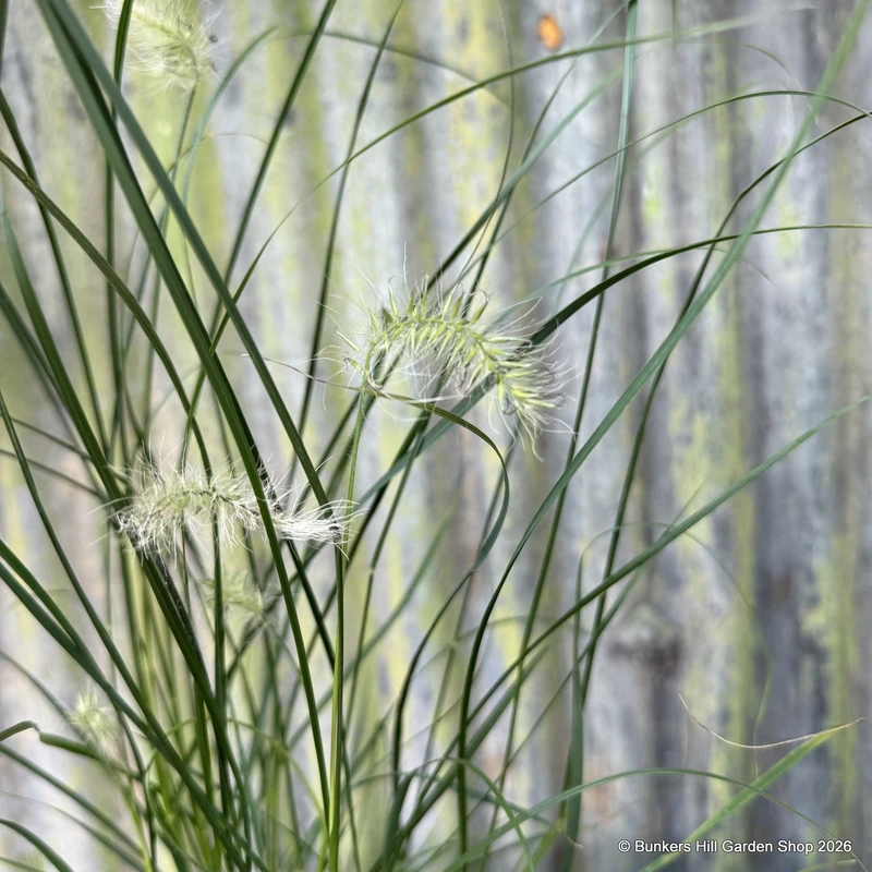 Pennisetum Alopecuroides (Grass) - 9cm