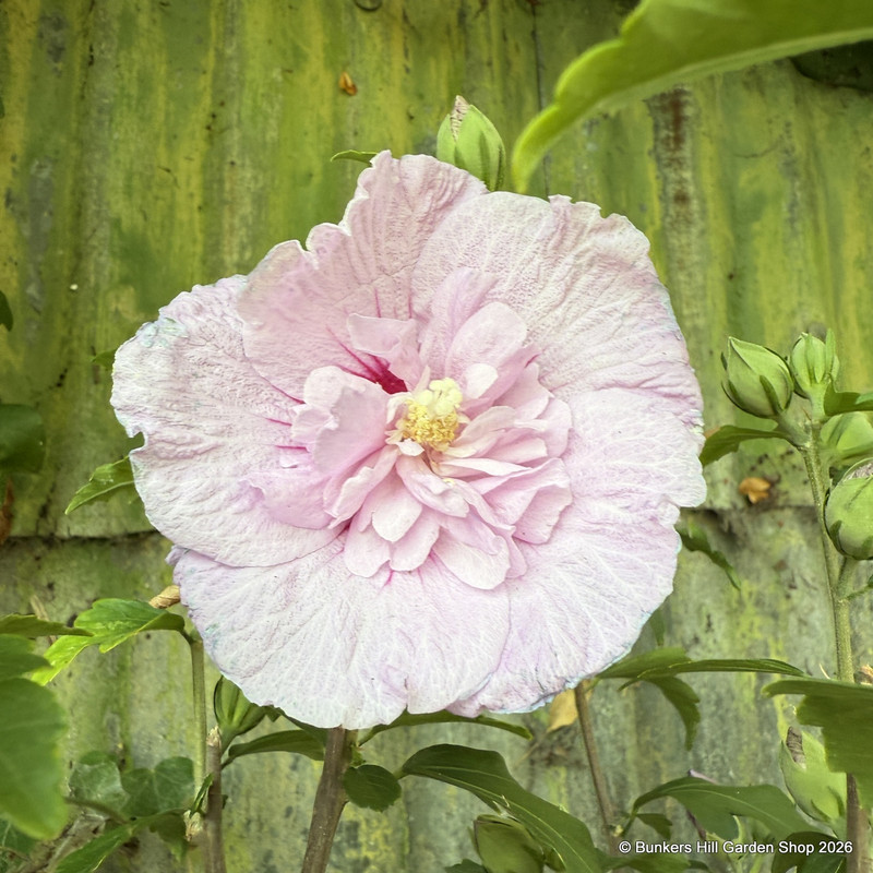 Hibiscus 'Lavender Chiffon' 10L