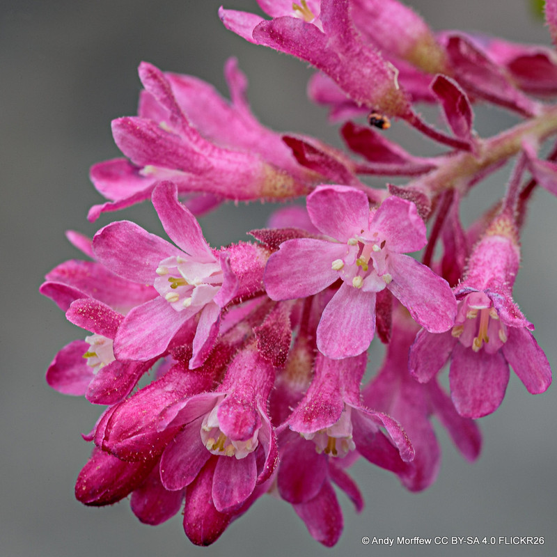 Ribes sanguineum 'King Edward VII' - 3ltr pot