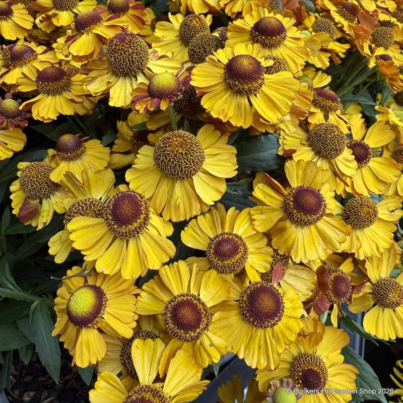 Helenium 'Okra Sundae'-3L