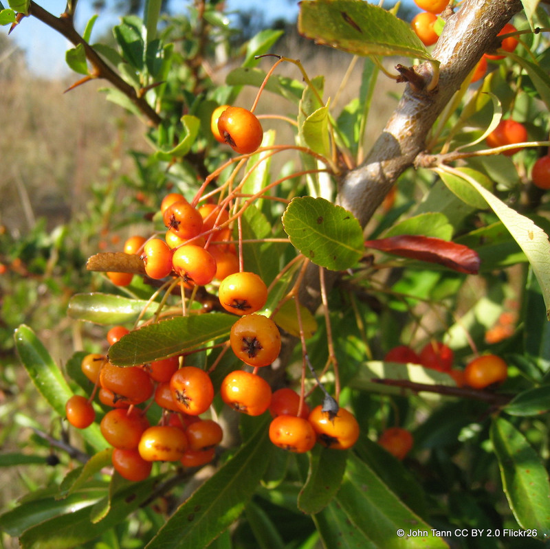 Pyracantha 'Orange Charmer' (Firethorn) 3L