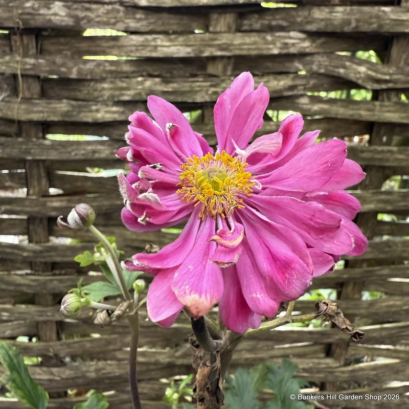 Anemone 'Bressingham Glow' 2L