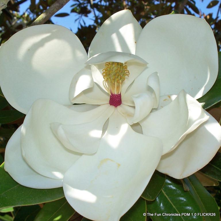 Magnolia grandiflora 'Exmouth' standard 45L
