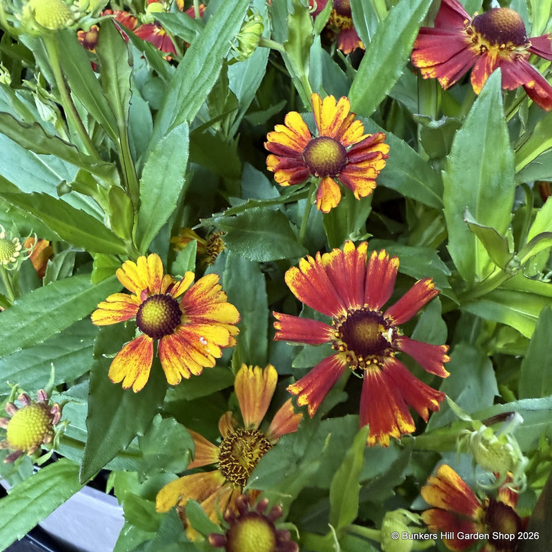 Helenium 'Peach Sundae'-3L