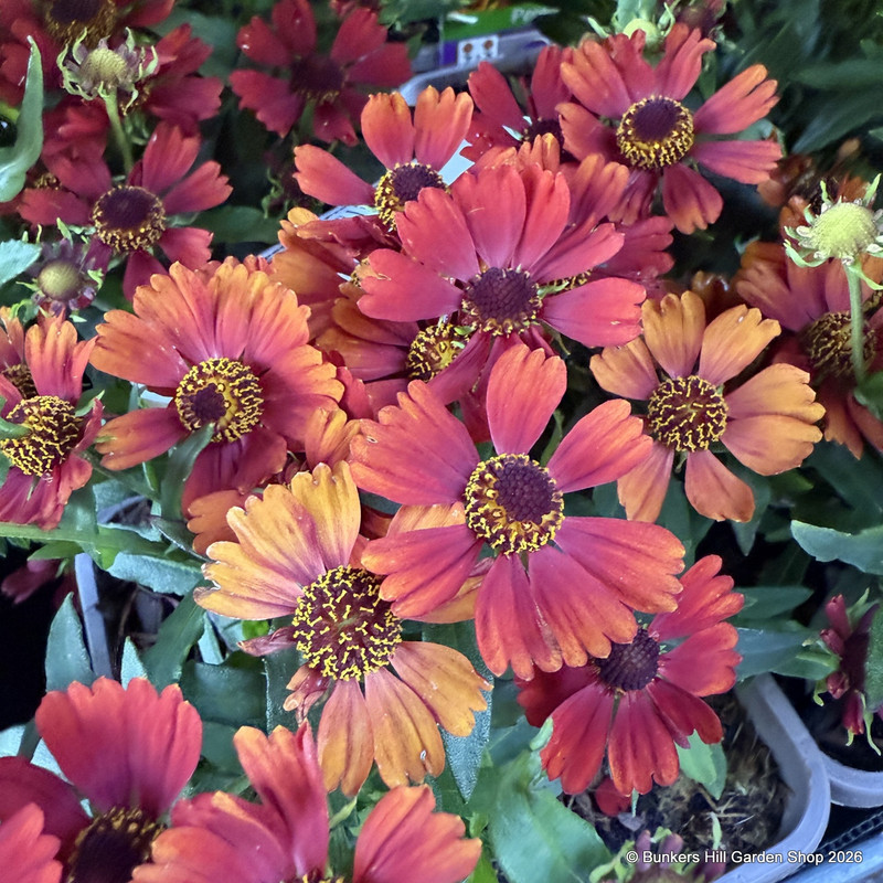 Helenium 'Strawberry Sundae'-3L
