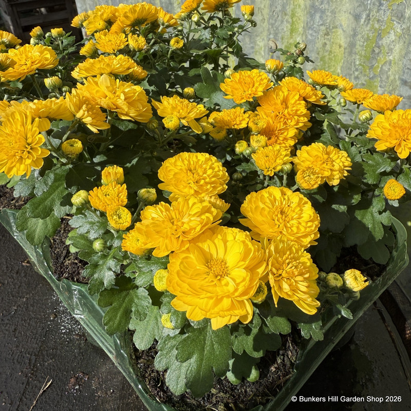 Garden mums (Jumbo 6 pack)