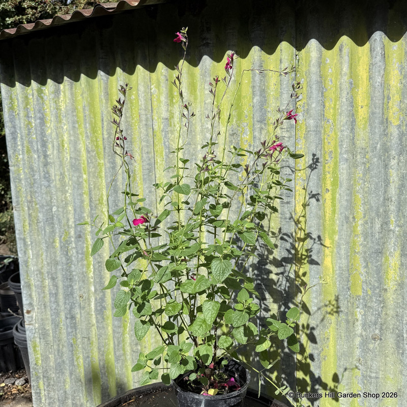 Salvia 'Pinky'