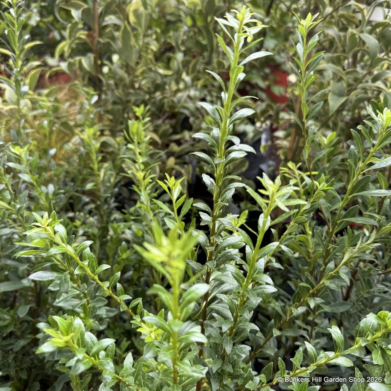 Pittosporum heterophyllum 2L