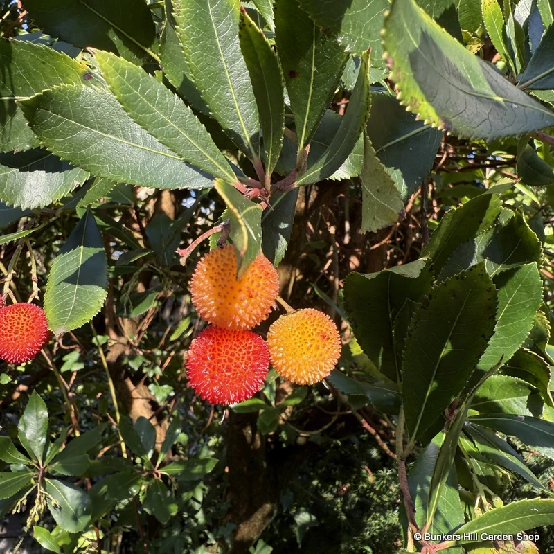 Arbutus unedo 'Walter' 3L
