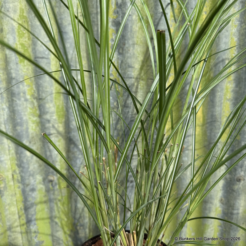 Miscanthus sinensis 'Gracillimus'(Grass)
