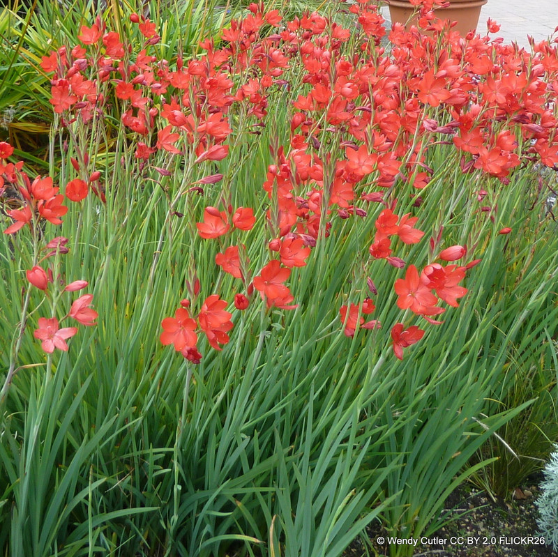 Hesperantha 'Oregan sunset' 2L