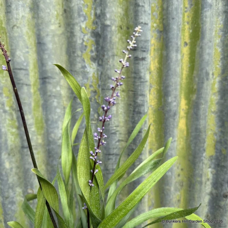 Liriope 'Wild Form' 2L