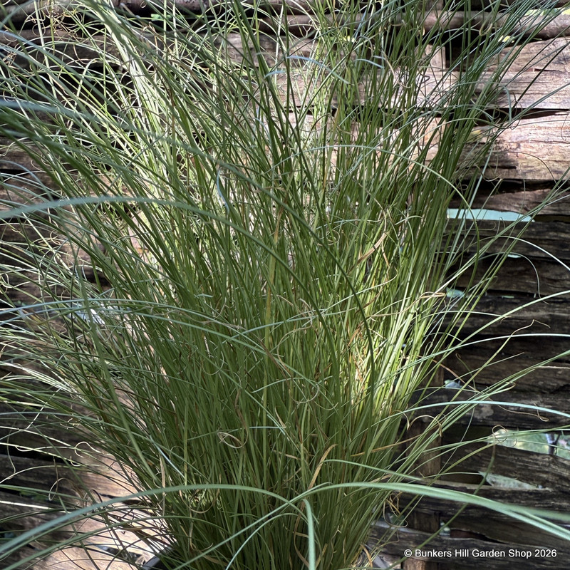 Carex 'Amazon mist'