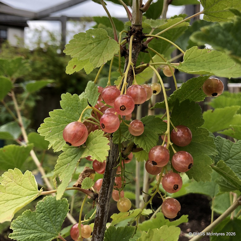Pinkcurrant 'Gloire de Sablons' - 3ltr pot