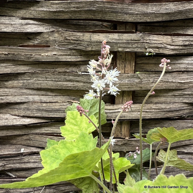 Tiarella wherryi 2L