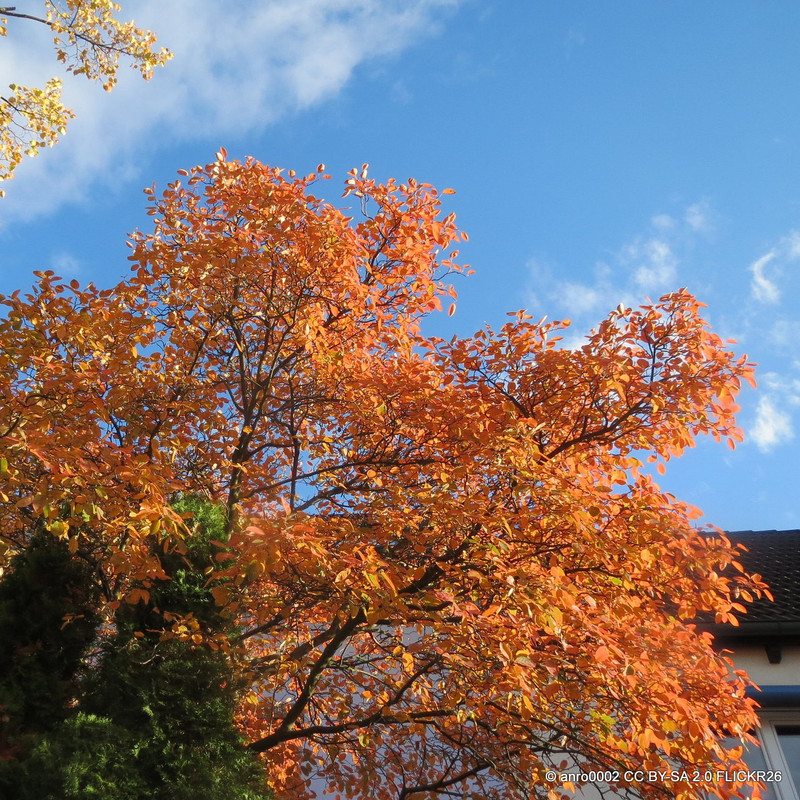 Amelanchier lamarkii 150-175cm (Multi-stem)
