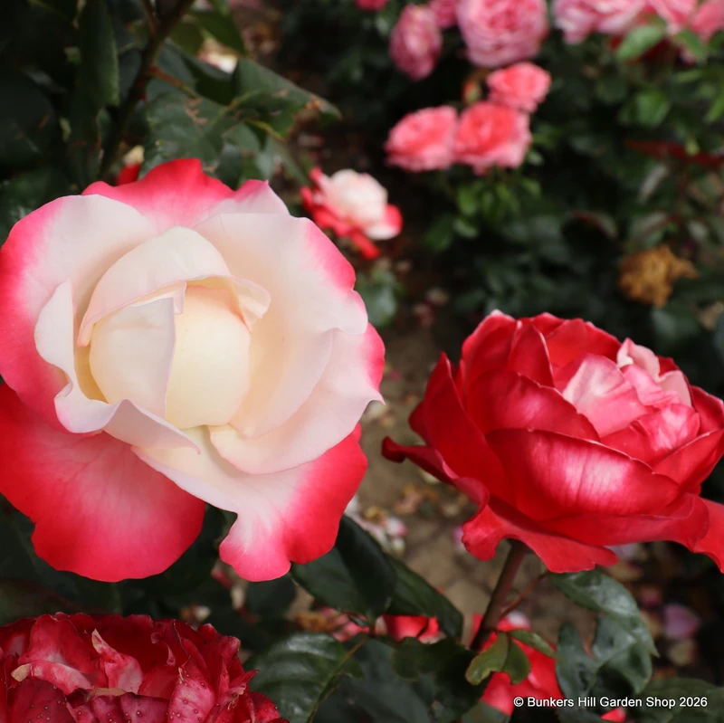 Rosa 'Nostalgia' (Hybrid Tea Rose) standard rose