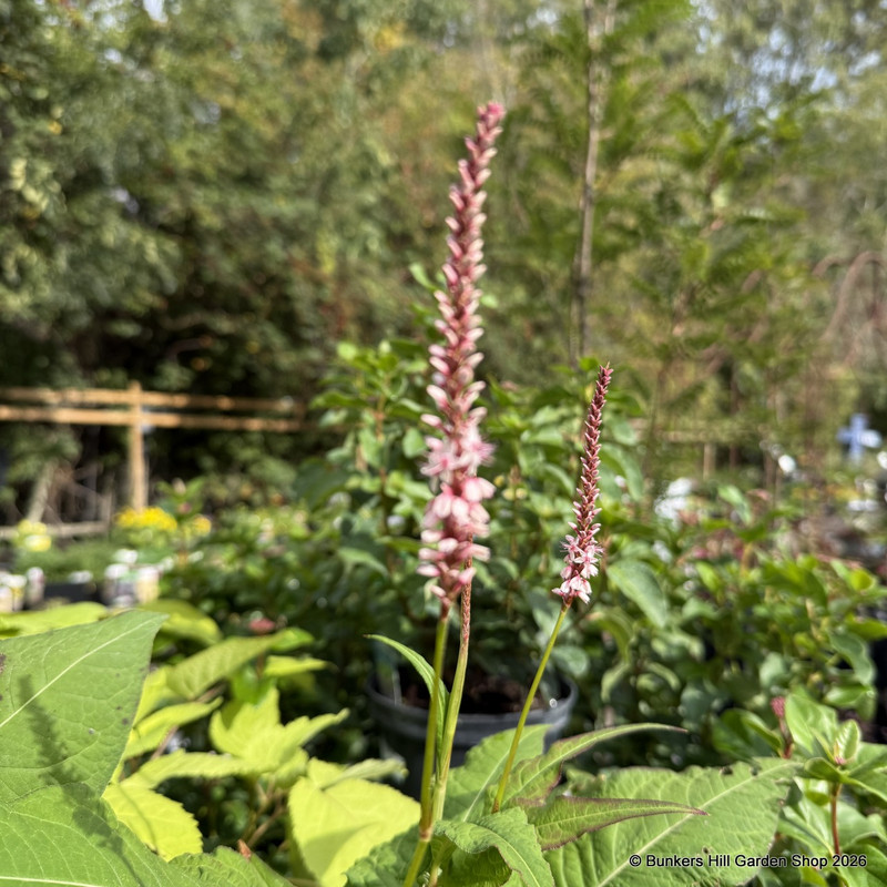 Bistorta amplexicaulis 'Rosea' 5L