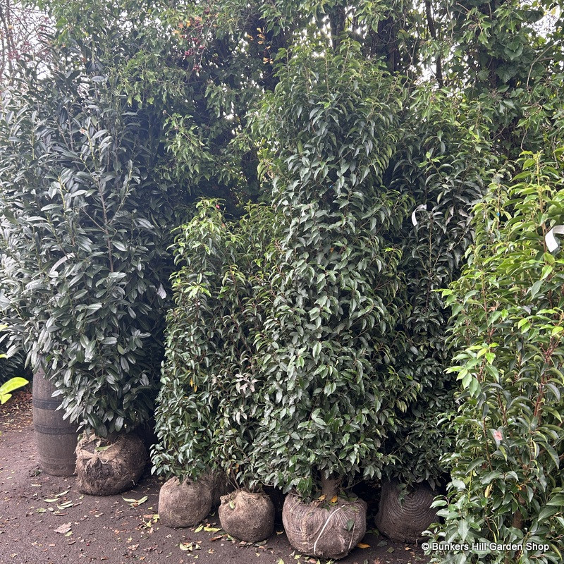 Prunus lus. 'Angustifolia' (Portuguese Laurel) 225-250cm rootball
