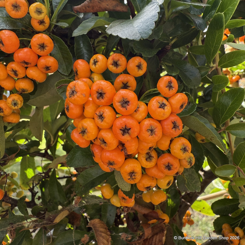 Pyracantha 'Saphyr Orange'