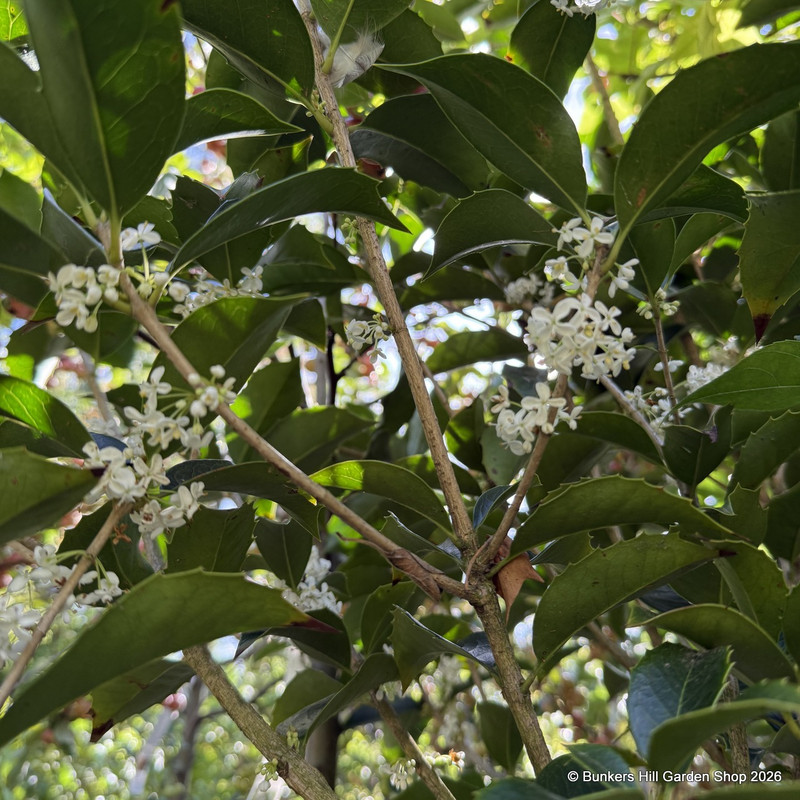 Osmanthus x forunei - smart 20L