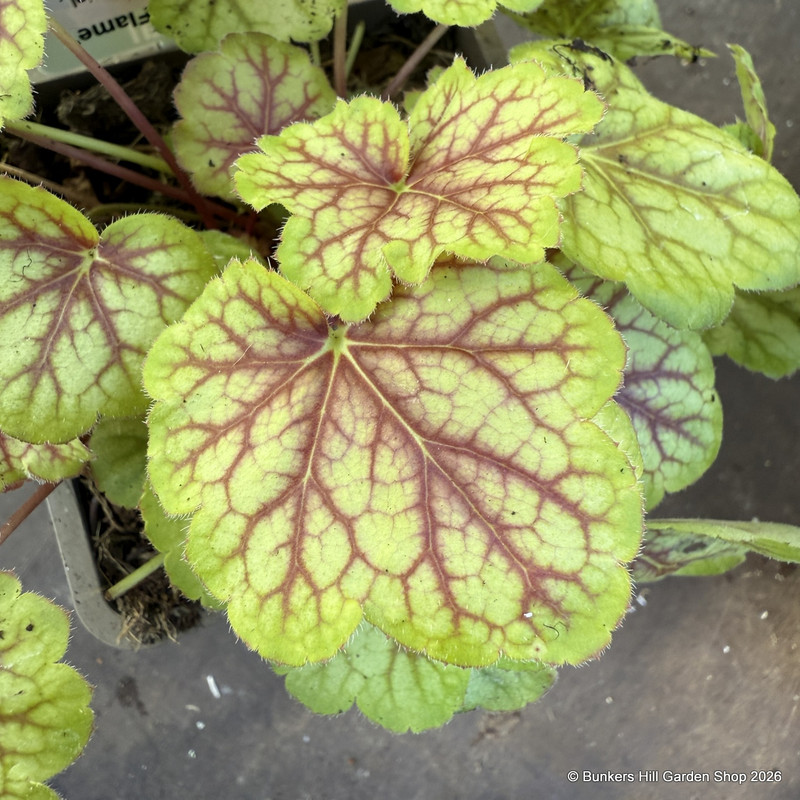 Heuchera 'Eternal Flame'-1L