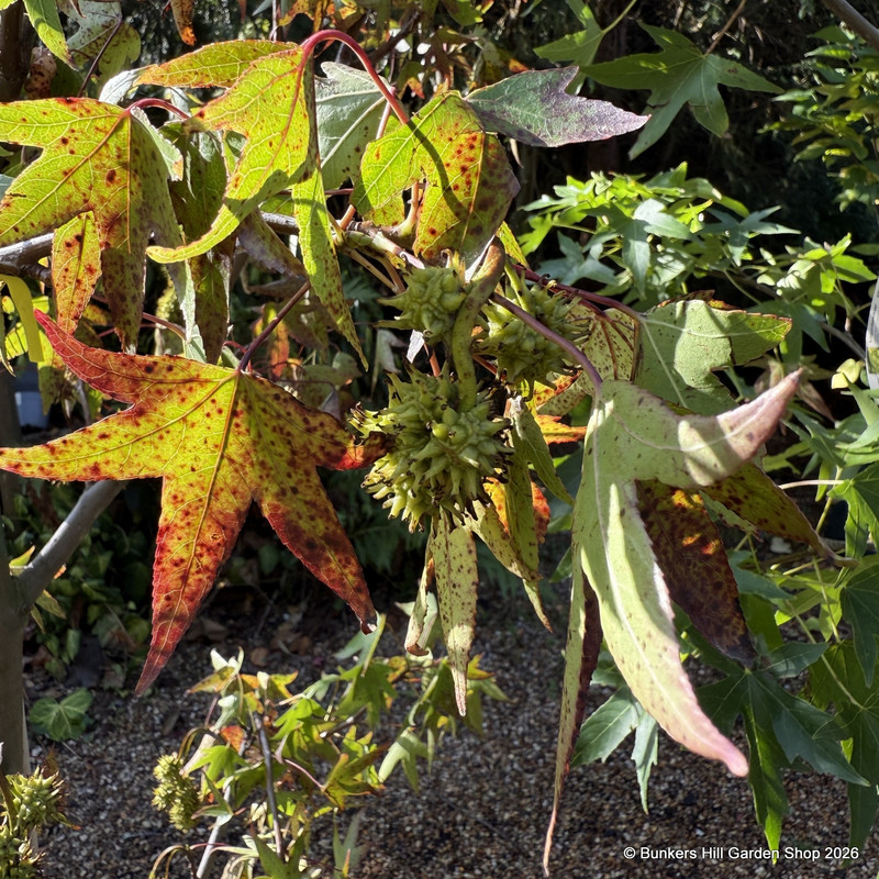 Liquidambar styraciflua 200/250cm (36L)