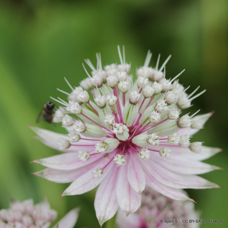 Astrantia major 1ltr