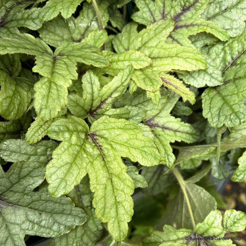 Heucherella Kimono-1L