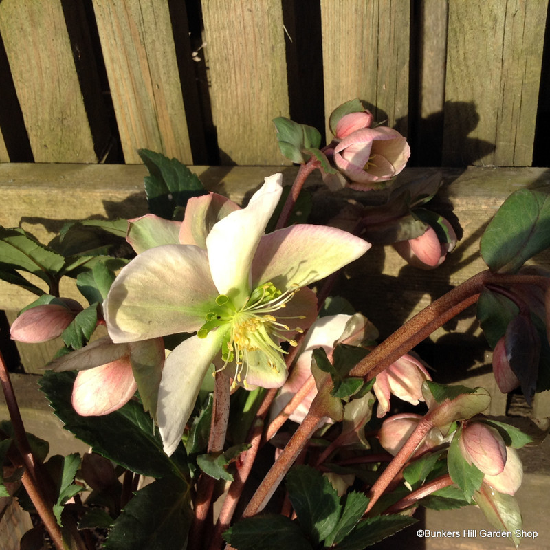 Helleborus ‘Pirouette’ - 3ltr